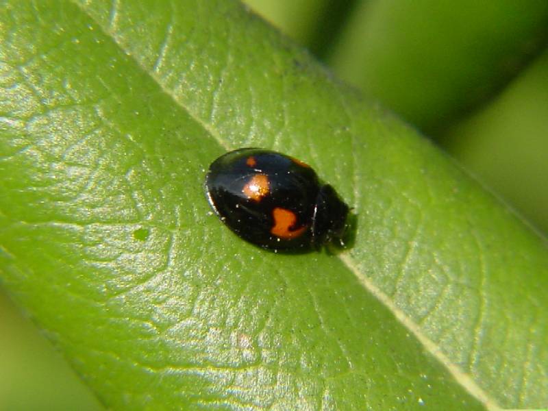 Exochomus quadripustulatus